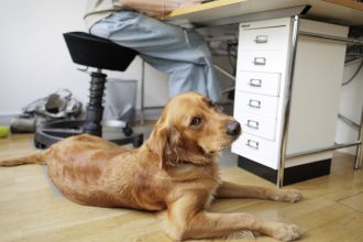 proprietarii de caini din berlin refuza microciparea animalelor de companie ce a declansat boicotul impotriva autoritatilor 68131b0474a1f