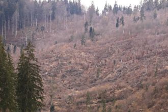 reuters 11 tari printre care romania cer ue sa slabeasca si mai mult reglementarile legislatiei referitoare la defrisari 6834a8a8f1e61