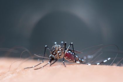 schimbarile climatice favorizeaza aparitia unor focare de boli tropicale in europa anumite maladii ar putea creste de cinci ori 6826c2d4af505