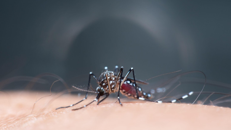 schimbarile climatice favorizeaza aparitia unor focare de boli tropicale in europa anumite maladii ar putea creste de cinci ori 6826c2d4af505