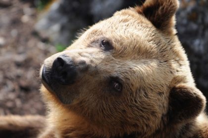 slovacia autorizeaza vanzarea carnii de urs brun catre populatie decizie controversata specia este protejata in ue 68370eb6877a8