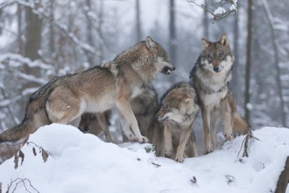 statutul lupului in uniunea europeana a fost retrogradat activistii o acuza pe ursula von der leyen ca are o motivatie personala 6821fc910b9b7