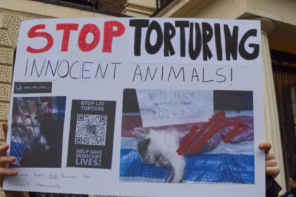 subcultura bolnava a tortionarilor de pisici razboiul secret dintre iubitorii de feline si cei care fac bani din zoosadism 683ae13f80435