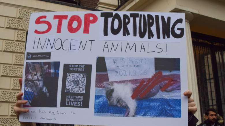 subcultura bolnava a tortionarilor de pisici razboiul secret dintre iubitorii de feline si cei care fac bani din zoosadism 683ae13f80435