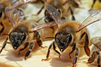 supravietuirea albinelor amenintata de razboaie si poluare potrivit unui raport romania mentionata negativ 682d9e10c4d80