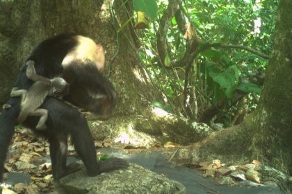 tendinta stranie in randul maimutelor capucin rapesc puii altor specii care este explicatia cercetatorilor 682c494f8c887