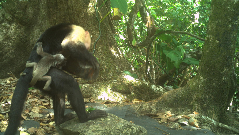 tendinta stranie in randul maimutelor capucin rapesc puii altor specii care este explicatia cercetatorilor 682c494f8c887