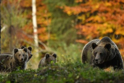 tot mai multi ursi pe strazi 20 de mesaje ro alert au fost transmise doar in luna mai pentru a avertiza populatia 682ea2b31d896