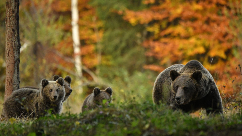tot mai multi ursi pe strazi 20 de mesaje ro alert au fost transmise doar in luna mai pentru a avertiza populatia 682ea2b31d896