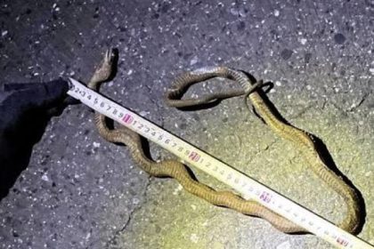 un sarpe a blocat trenurile de mare viteza din japonia cea mai aglomerata ruta oprita complet la inceputul vacantei de 1 mai 68133df06d180