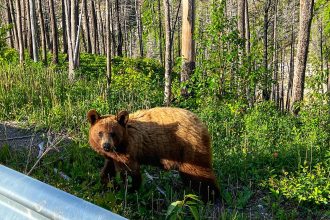 video baloo de romania cum a fost surprins un urs de catre camerele de supraveghere montate intr o padure 68256830cc05b