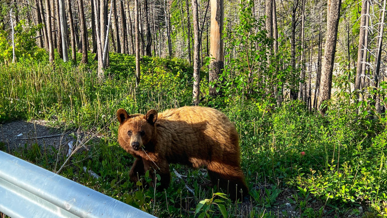 video baloo de romania cum a fost surprins un urs de catre camerele de supraveghere montate intr o padure 68256830cc05b