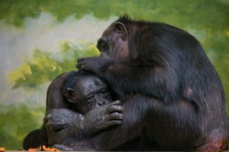 video cimpanzeii surprinsi in timp ce isi acorda primul ajutor unii altora folosesc plante medicinale si ofera ingrijire celorlalti 6837dd3ca5a46