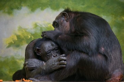 video cimpanzeii surprinsi in timp ce isi acorda primul ajutor unii altora folosesc plante medicinale si ofera ingrijire celorlalti 6837dd3ca5a46