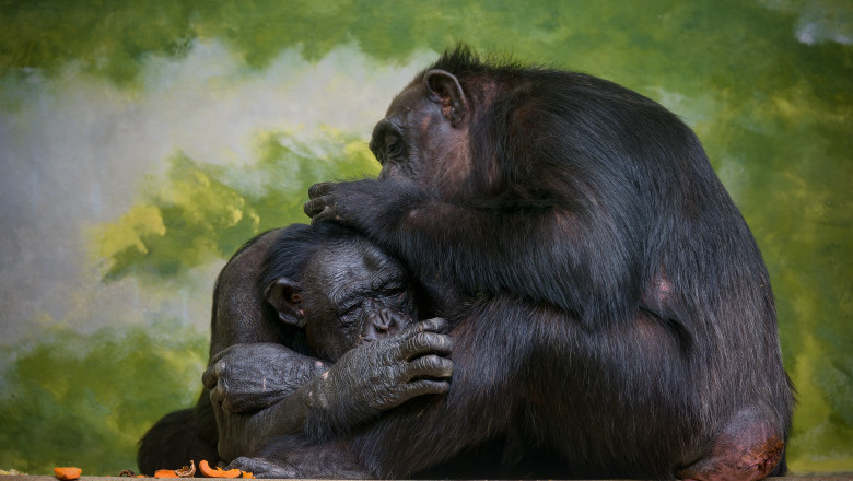 video cimpanzeii surprinsi in timp ce isi acorda primul ajutor unii altora folosesc plante medicinale si ofera ingrijire celorlalti 6837dd3ca5a46