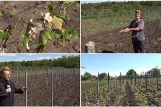 video culturile viticole distruse de grindina cum arata plantatiile de vita de vie dupa ploaia cu gheata care a lovit sudul romaniei 68381e5dcfcba