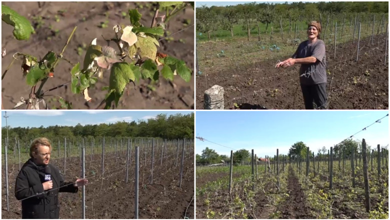 video culturile viticole distruse de grindina cum arata plantatiile de vita de vie dupa ploaia cu gheata care a lovit sudul romaniei 68381e5dcfcba