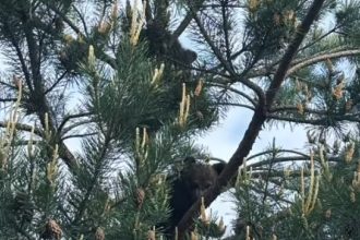 video doi pui de urs gasiti intr un copac la sacele au fost dusi la sanctuarul de la zarnesti 6825683505f60