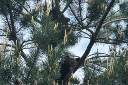 video doi pui de urs gasiti intr un copac la sacele au fost dusi la sanctuarul de la zarnesti 6825683505f60