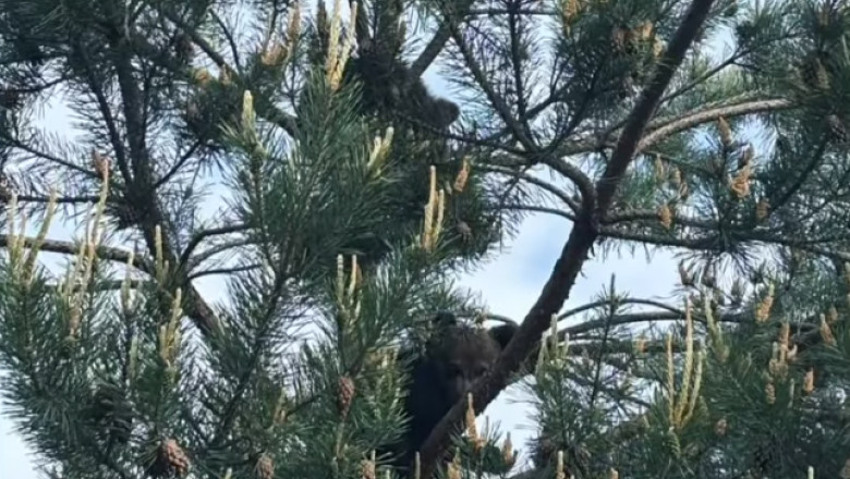 video doi pui de urs gasiti intr un copac la sacele au fost dusi la sanctuarul de la zarnesti 6825683505f60