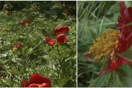 video n am avut de ani de zile asa ceva rezervatie de bujori salbatici distrusa de grindina cum arata acum padurea unica in romania 6820787451b7f