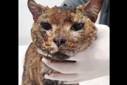 video o familie care adapostea 10 pisici a fost ucisa intr un atac rusesc asupra kievului o pisica a fost gasita in viata dar cu arsuri 681c43b967aa4