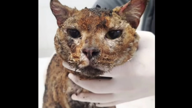 video o familie care adapostea 10 pisici a fost ucisa intr un atac rusesc asupra kievului o pisica a fost gasita in viata dar cu arsuri 681c43b967aa4