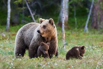 video o ursoaica si doi pui care au bagat spaima in turistii din poiana brasov prinsi si relocati va dati seama ca sunt mult mai multi 6837dd335a30e