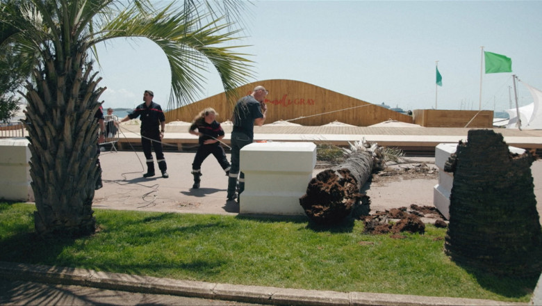video palmier cazut peste un agent de film la cannes barbatul a ajuns la spital cu rani la coloana si fata 6828f428da952