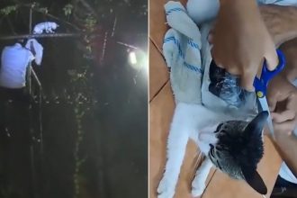 video pisica prinsa cu droguri lipite de corp in timp ce incerca sa sara gardul unei inchisori din costa rica 682e06a037ae1