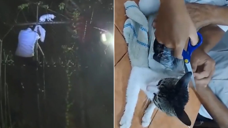 video pisica prinsa cu droguri lipite de corp in timp ce incerca sa sara gardul unei inchisori din costa rica 682e06a037ae1