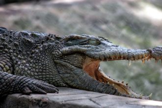 video un avion a aterizat de urgenta in bolivia supravietuitorii au ramas blocati intr o mlastina plina cu crocodili 6815f7367271b