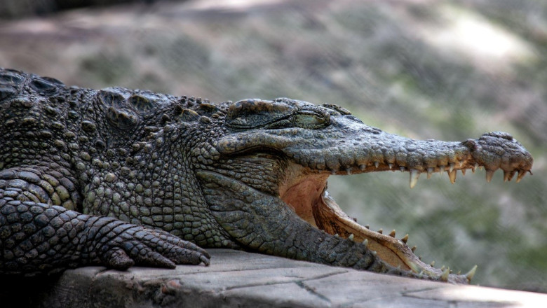 video un avion a aterizat de urgenta in bolivia supravietuitorii au ramas blocati intr o mlastina plina cu crocodili 6815f7367271b