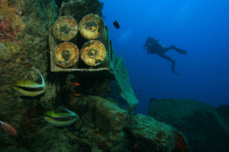alerta ecologica 16 milioane de tone de munitie si arme chimice ruginesc in marea baltica s au gasit toxine in crustacee si pesti 68533a8d6c06f