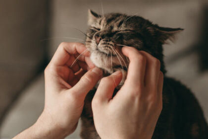 de ce torc pisicile cercetatorii japonezi au descoperit o gena care explica acest comportament vocal 6846600db5254