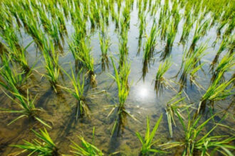 de la criza la surplus india da cantitati record de orez pentru productia de etanol 685d0c7d139dc