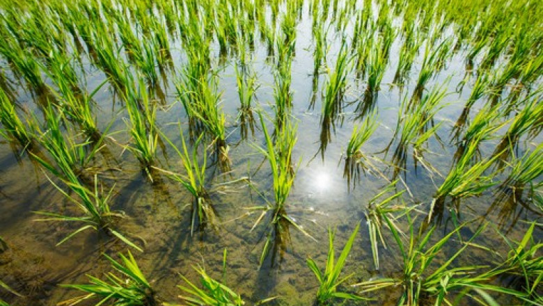 de la criza la surplus india da cantitati record de orez pentru productia de etanol 685d0c7d139dc