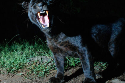 drone celula de criza si mesaje de avertizare panica in bulgaria dupa aparitia unor imagini in care apare o pantera misterioasa 685a50dcdd93d