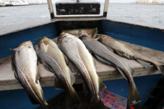 evolutia ingrijoratoare a unei specii de peste pentru supravietui codul din marea baltica se micsoreaza ca sa scape din plase 68618d8ef245a