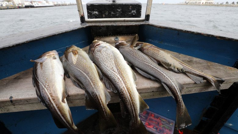 evolutia ingrijoratoare a unei specii de peste pentru supravietui codul din marea baltica se micsoreaza ca sa scape din plase 68618d8ef245a