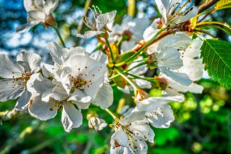 fenomen ingrijorator in arad ciresii au inflorit pentru a doua oara in acest an in mai multe zone din judet 685c1680813d9