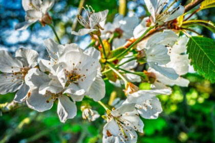 fenomen ingrijorator in arad ciresii au inflorit pentru a doua oara in acest an in mai multe zone din judet 685c1680813d9