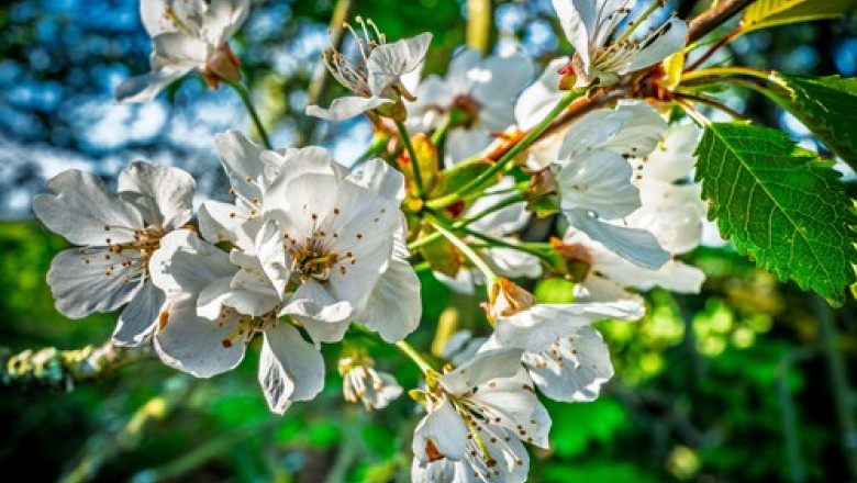 fenomen ingrijorator in arad ciresii au inflorit pentru a doua oara in acest an in mai multe zone din judet 685c1680813d9