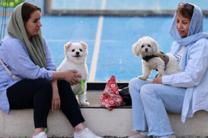 interdictii tot mai dure in iran plimbatul cainilor si transportul acestora cu masina interzise in mai multe orase 6846bebf71828