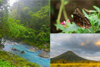 jumatate din arborele vietii a disparut de ce se golesc de insecte chiar si cele mai salbatice rezervatii naturale din lume 683fc6020bf6e