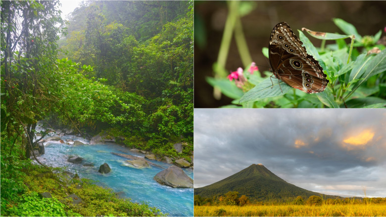 jumatate din arborele vietii a disparut de ce se golesc de insecte chiar si cele mai salbatice rezervatii naturale din lume 683fc6020bf6e