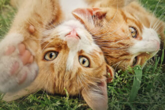 misterul pisicilor portocalii elucidat de cercetatori de ce sunt mai multi masculi decat femele 683bd1b5e2411
