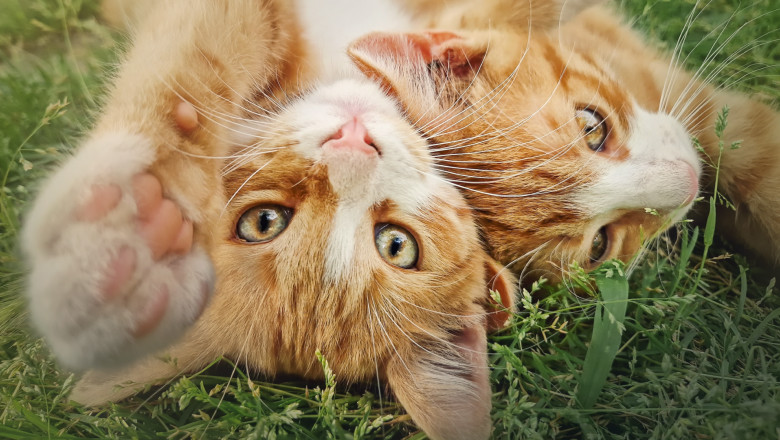 misterul pisicilor portocalii elucidat de cercetatori de ce sunt mai multi masculi decat femele 683bd1b5e2411