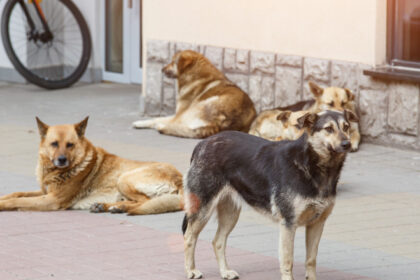 o femeie din marea britanie a murit de rabie dupa ce a fost zgariata usor de un catelus a inceput cu o durere de cap 68533b175858b