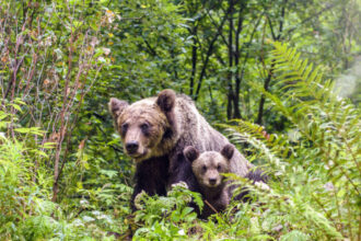 o ursoaica si doi pui au fost vazuti pe o strada din busteni localnicii avertizati prin ro alert 6844ac1a9de5d